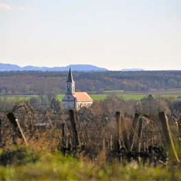 Magyar szőlő és bor: kis különbség dönt a pusztulás és a szép jövő között