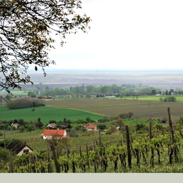 Jótékonysági kutyás futás és túra